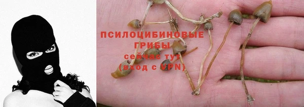 прущие грибы Володарск